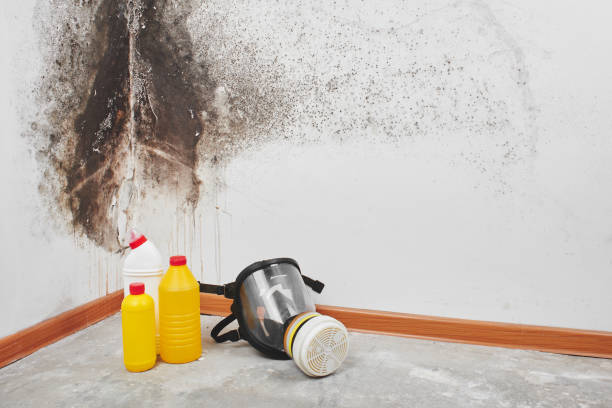Best Mold Removal Near Me  in Chilhowie, VA
