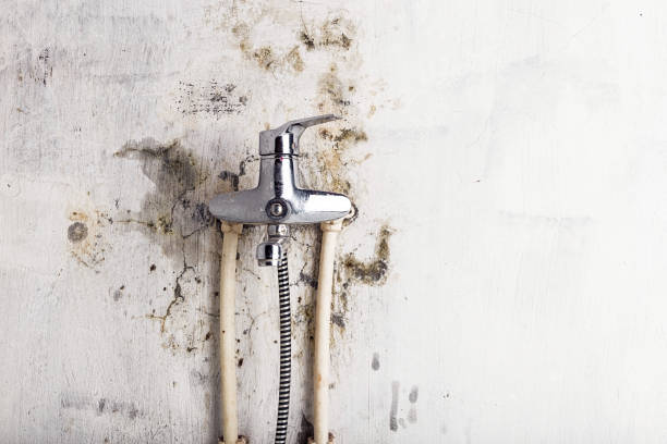 Mold Removal and Inspection in Chilhowie, VA