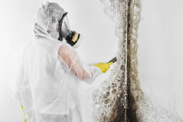Best Home Mold Removal  in Chilhowie, VA