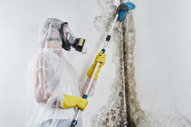 Best Professional Mold Removal  in Chilhowie, VA