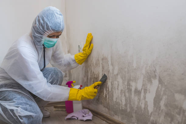 Crawl Space Mold Removal in Chilhowie, VA