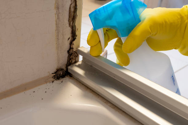 Best Office Mold Removal Services  in Chilhowie, VA