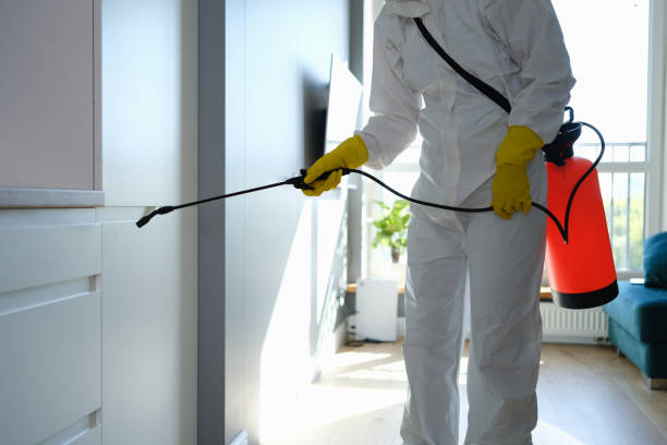 Best Black Mold Removal  in Chilhowie, VA