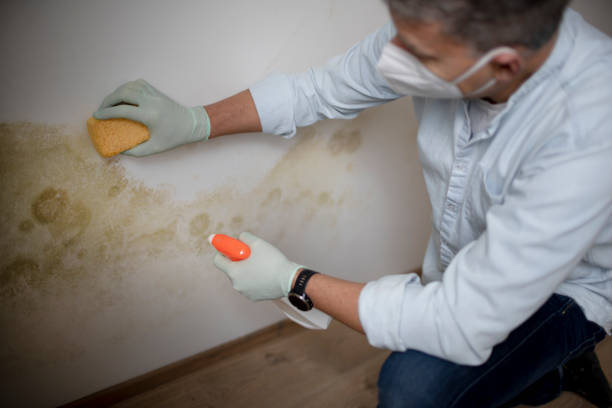 Best Mold Cleaning Services  in Chilhowie, VA