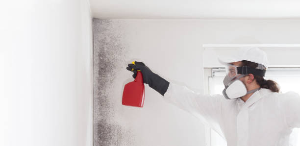 Best Mold Remediation  in Chilhowie, VA