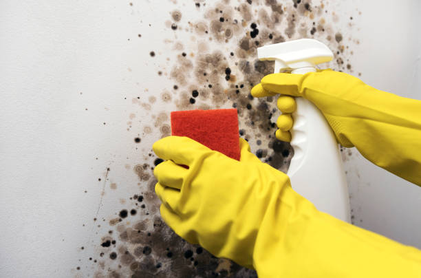 Best Mold Removal Company Near Me  in Chilhowie, VA