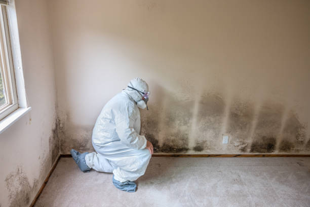Best Best Mold Removal Companies  in Chilhowie, VA