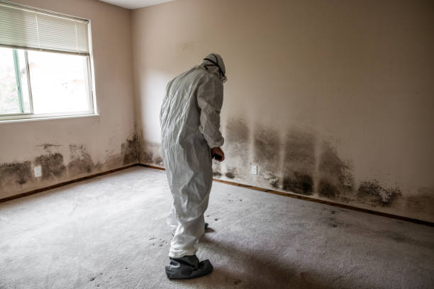 Best Mold Removal Specialists  in Chilhowie, VA