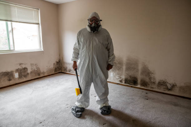 Best Attic Mold Removal  in Chilhowie, VA