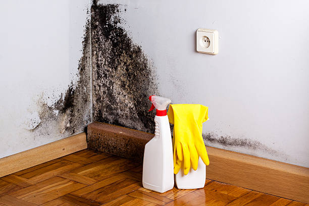 Best Certified Mold Removal  in Chilhowie, VA