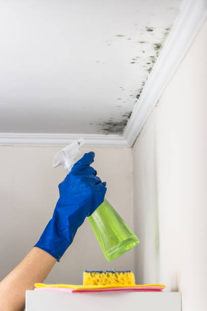 Best Same-Day Mold Removal  in Chilhowie, VA